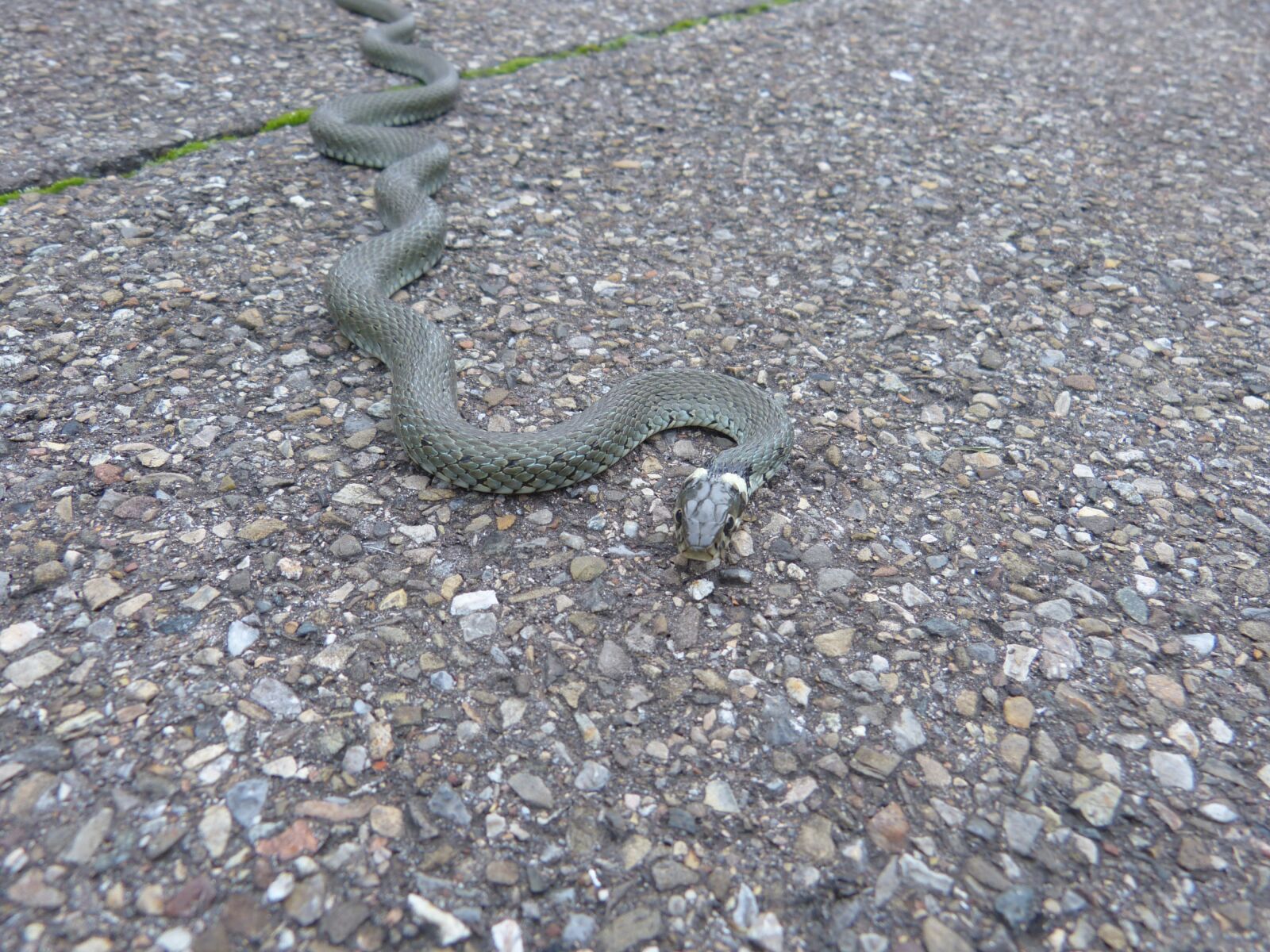 Panasonic Lumix DMC-FZ150 sample photo. Grass snake, snake, reptile photography