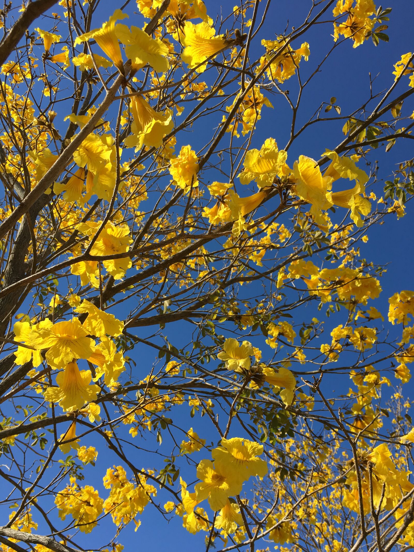 Apple iPhone 6s sample photo. Spring, yellow, flowers photography
