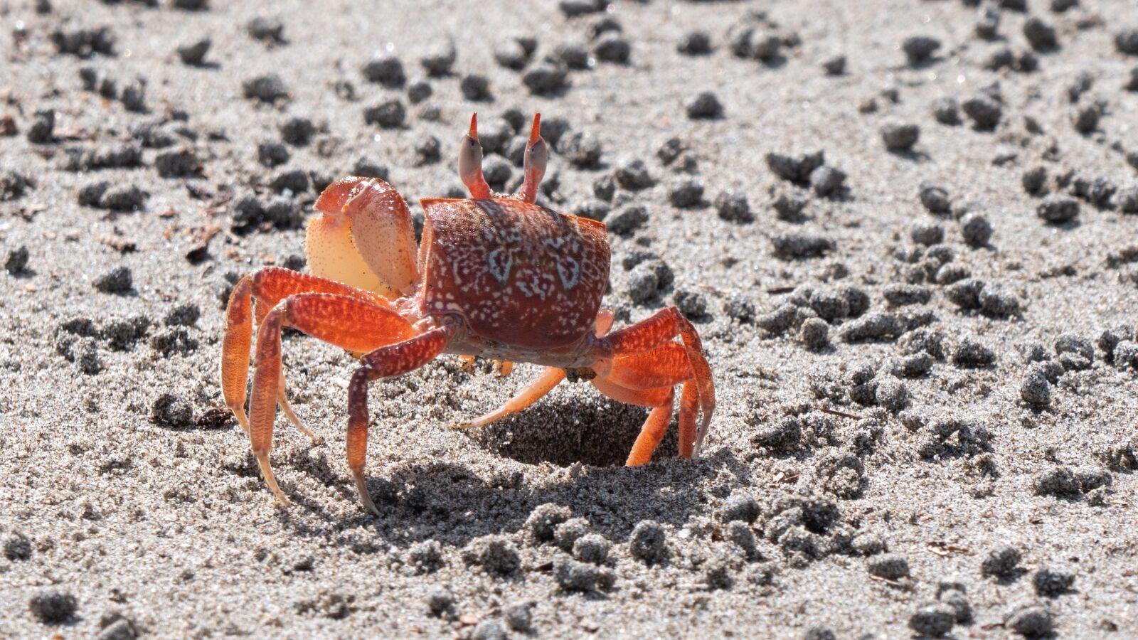 LEICA DG 100-400/F4.0-6.3 sample photo. Ecuador, the beach crab photography