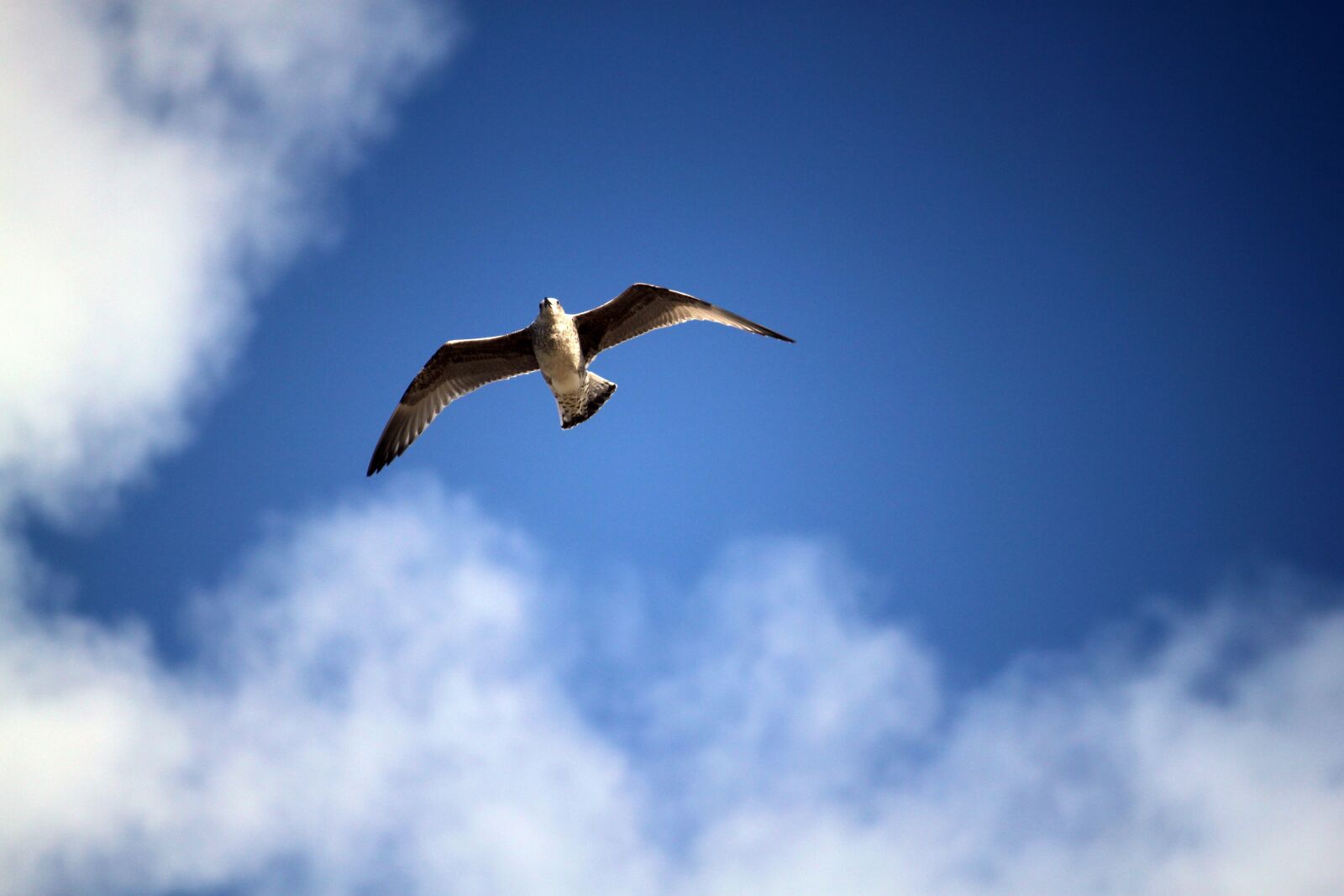 Canon EOS 500D (EOS Rebel T1i / EOS Kiss X3) sample photo. The flight of a photography