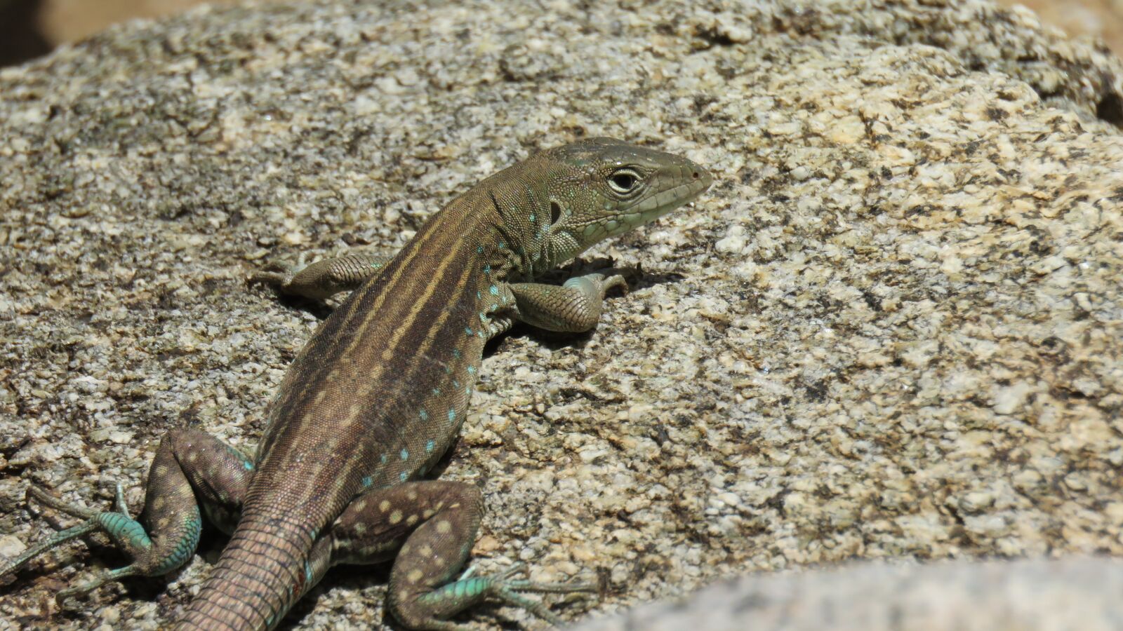 Canon PowerShot SX60 HS sample photo. Lizard, reptile, animal photography