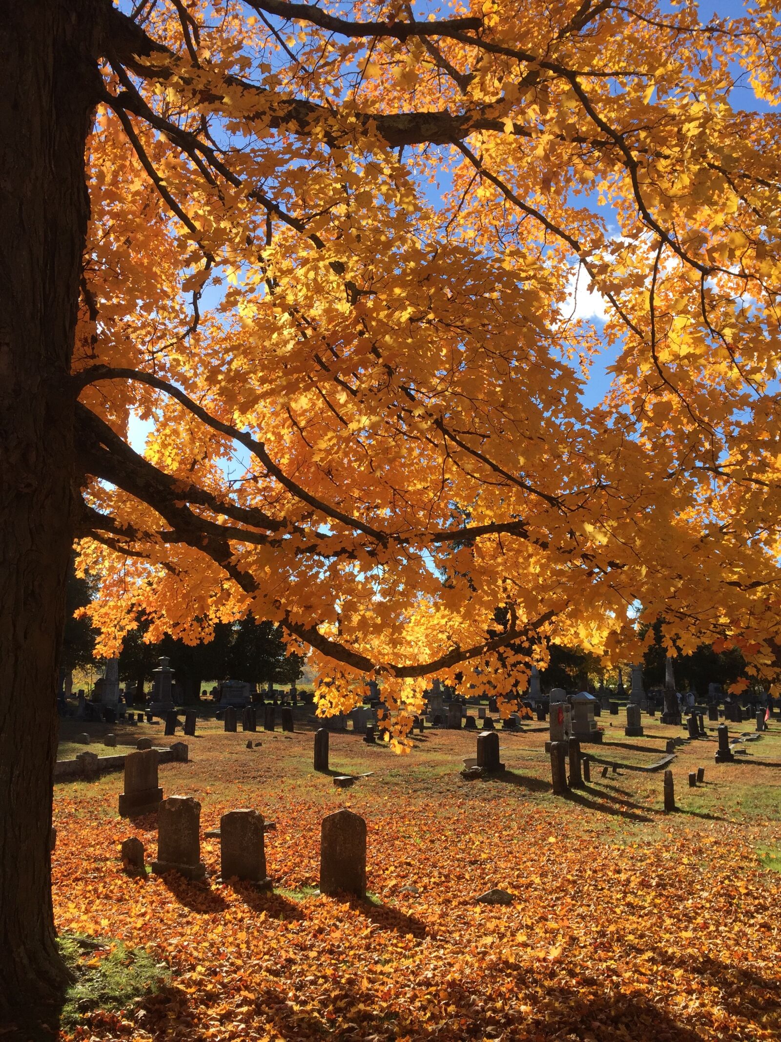 Apple iPhone 6 sample photo. Gravestones, graveyard, trees photography
