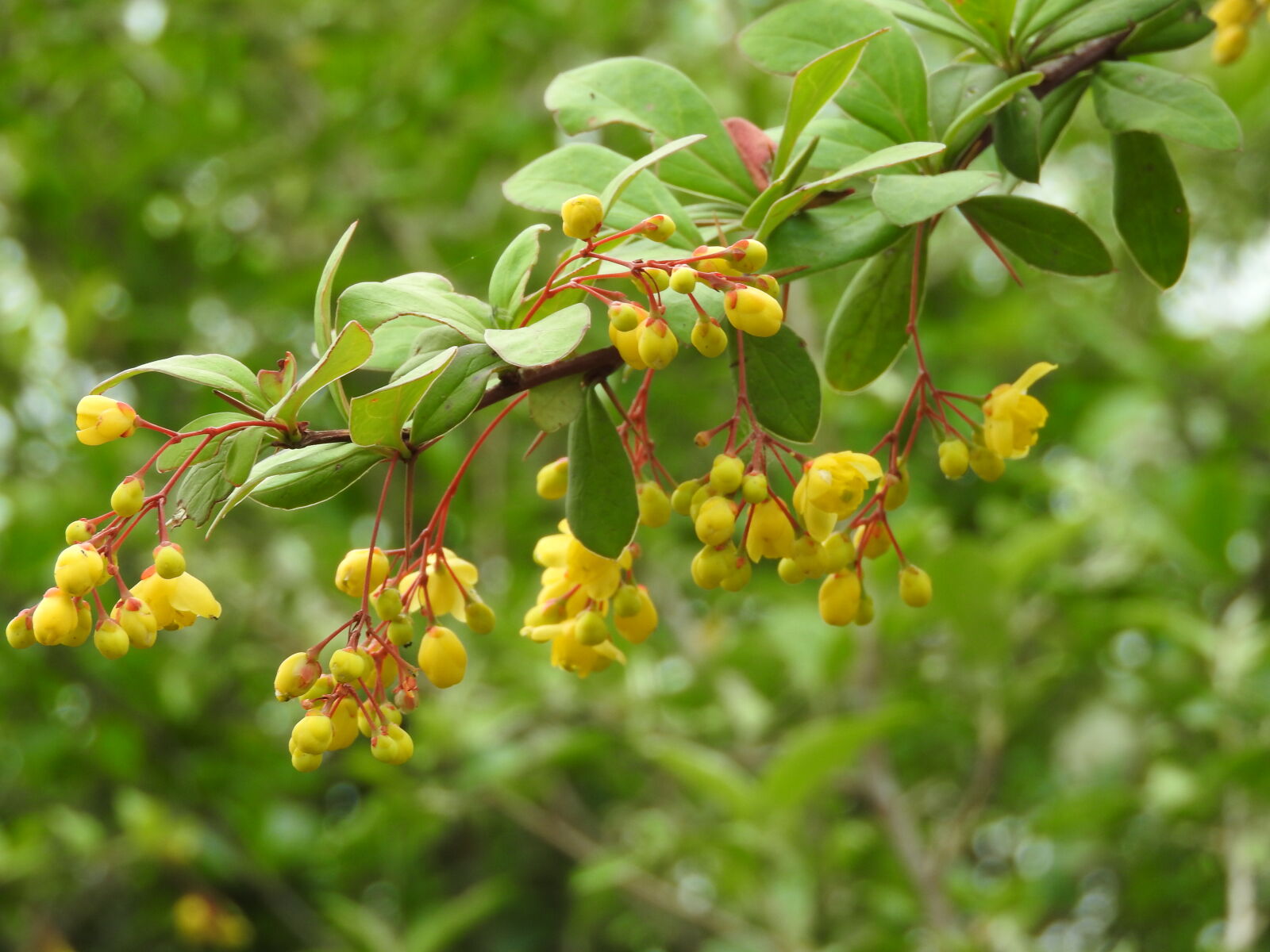 Nikon Coolpix P610 sample photo. Blur, flowers, natural, yellow photography