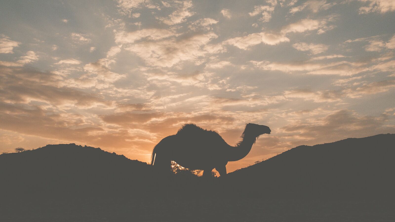 Apple iPhone sample photo. Camel, desert, camels photography