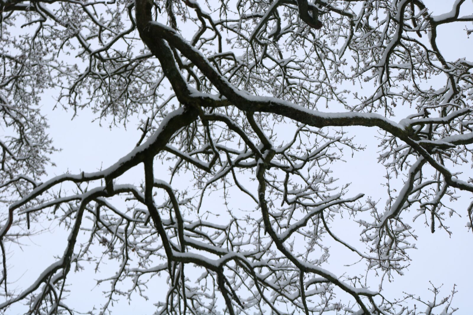 Canon EOS 750D (EOS Rebel T6i / EOS Kiss X8i) sample photo. Tree, branch, winter photography