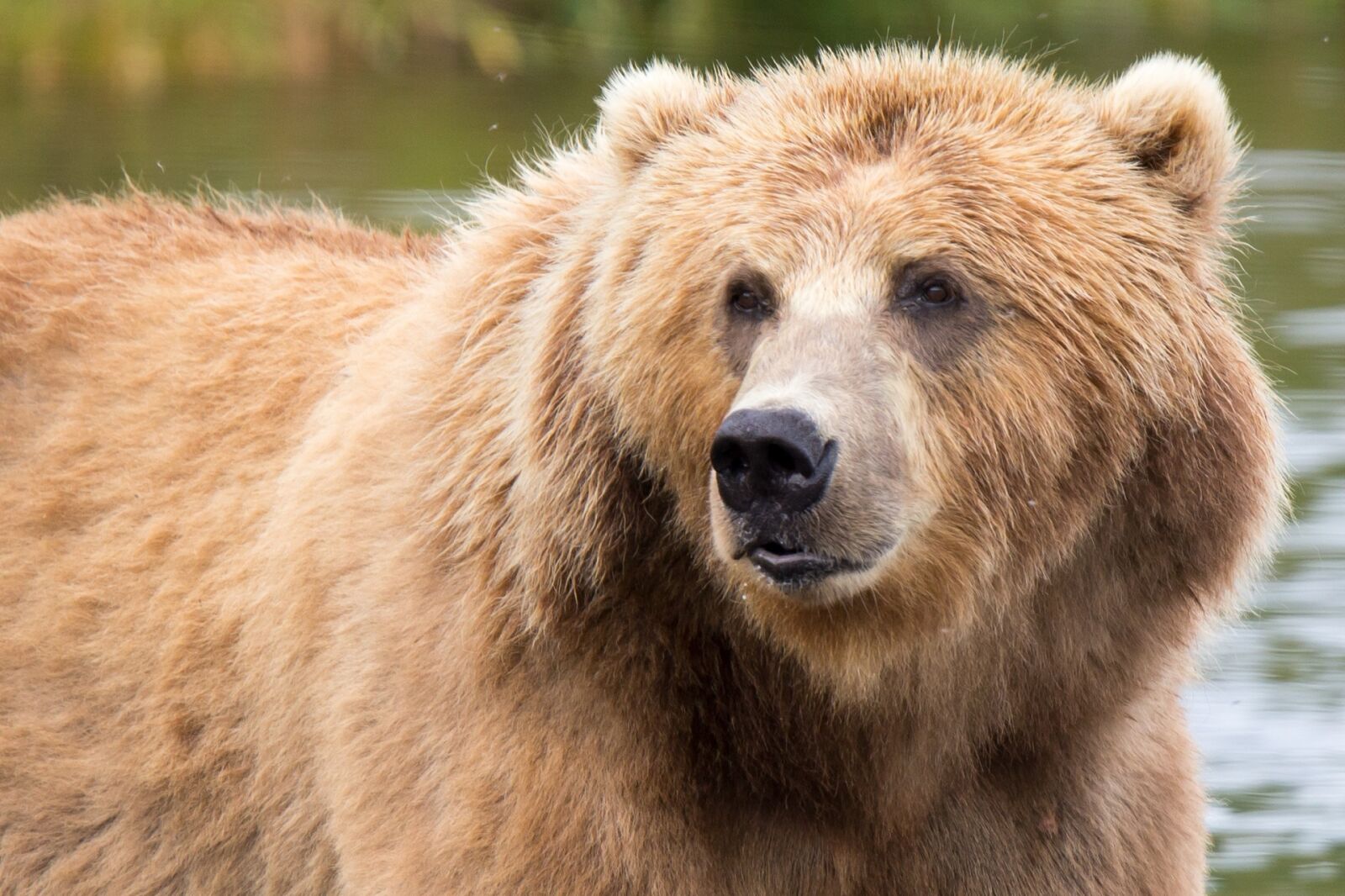 Tamron SP 150-600mm F5-6.3 Di VC USD sample photo. Kodiak brown bear, mammal photography