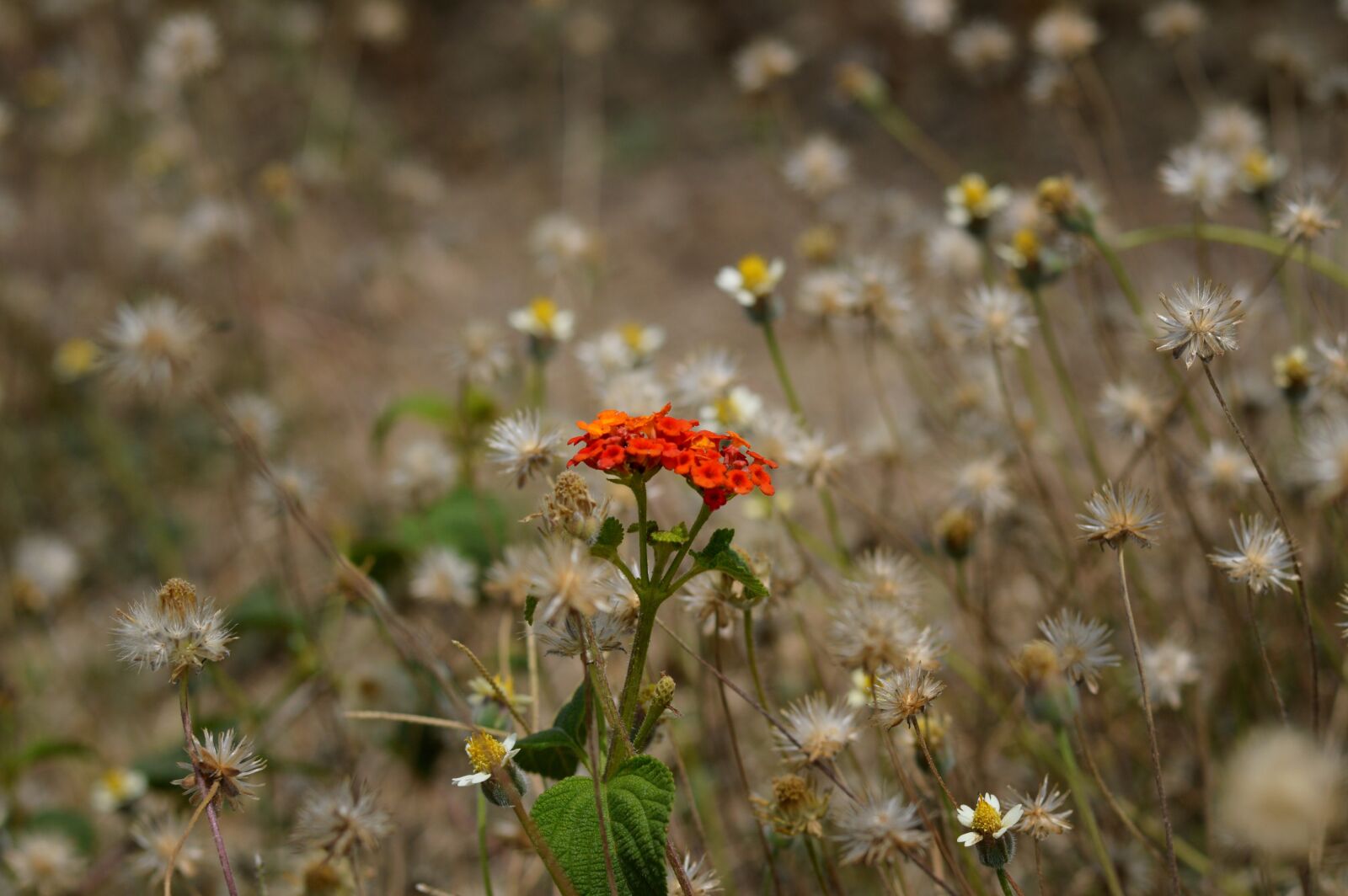 Nikon D3200 sample photo. Flowers, nature, red photography
