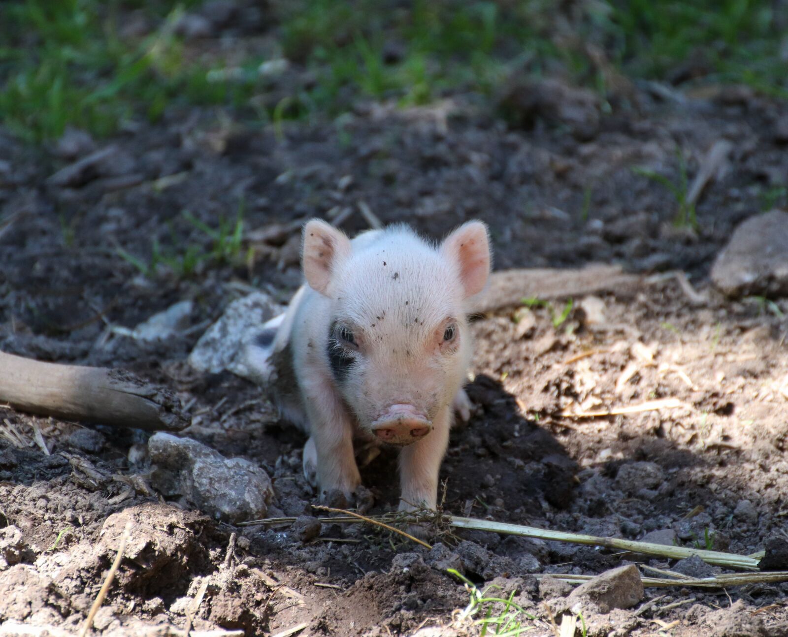 Canon EOS 800D (EOS Rebel T7i / EOS Kiss X9i) sample photo. Piglet, pig, luck photography