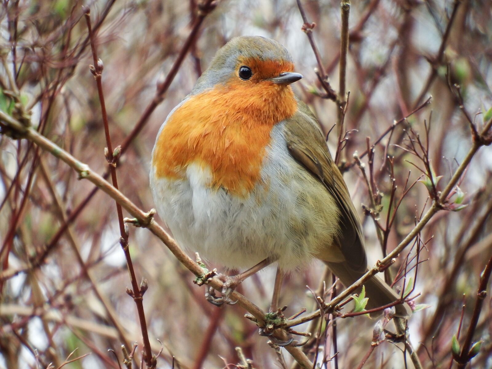 Fujifilm FinePix S1 sample photo. Robin, bird, nature photography