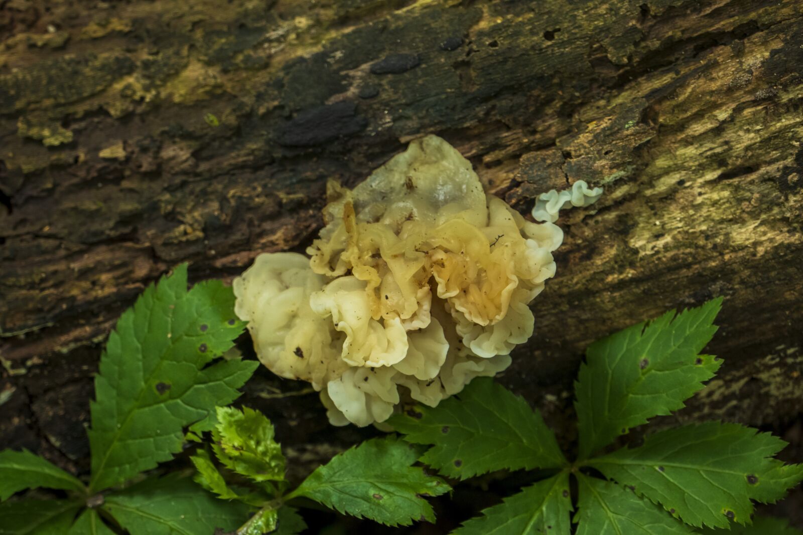 Panasonic Lumix DMC-FZ1000 sample photo. Fungus, fungi, mushroom photography