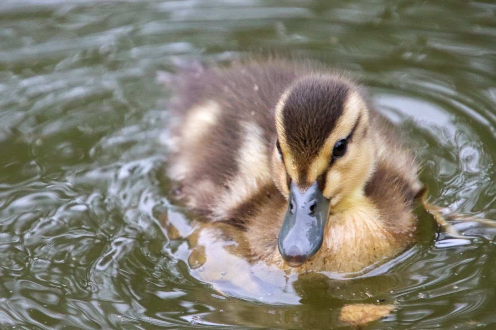 Canon EOS 800D (EOS Rebel T7i / EOS Kiss X9i) sample photo. Duckling, duck, baby photography