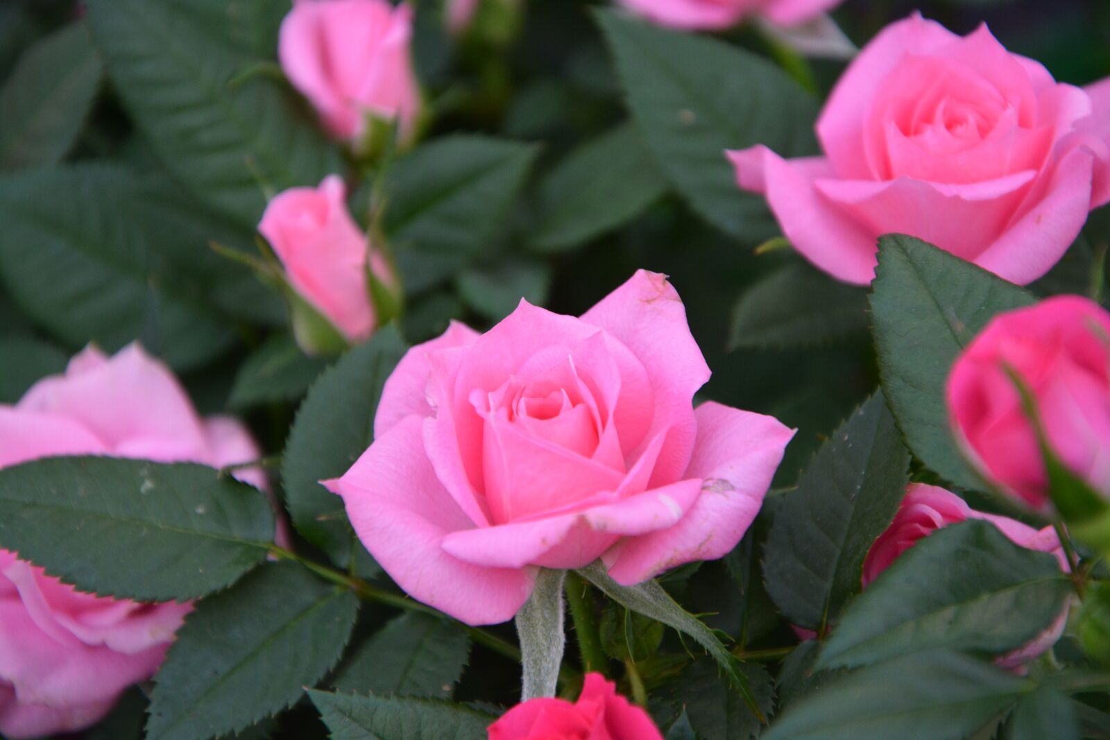 Nikon D5200 sample photo. Flowers, roses, pink photography