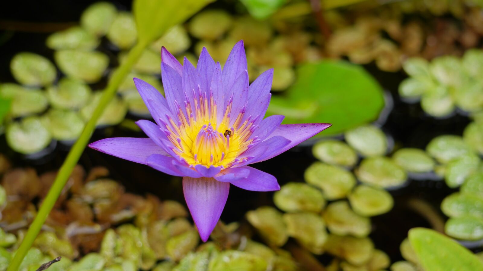 Panasonic Lumix DMC-GH3 sample photo. Pool, flora, nature photography