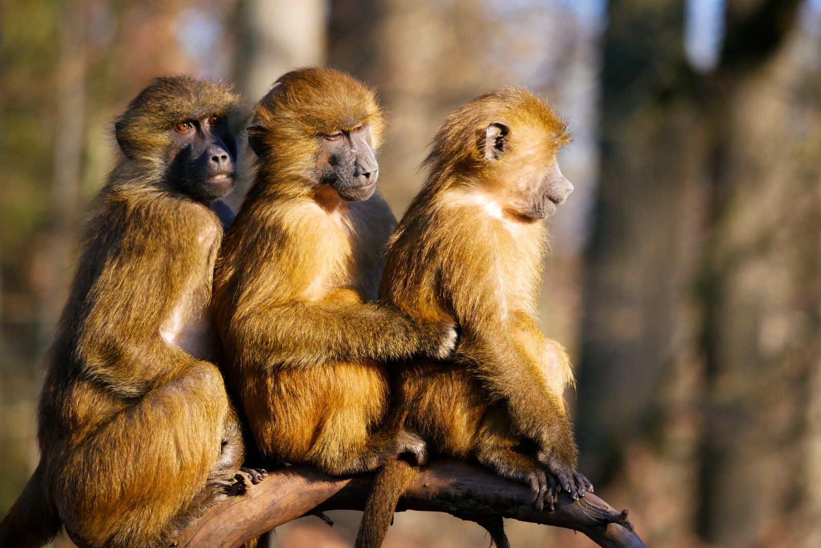 Panasonic DMC-G70 sample photo. Animal, ape, baboon photography