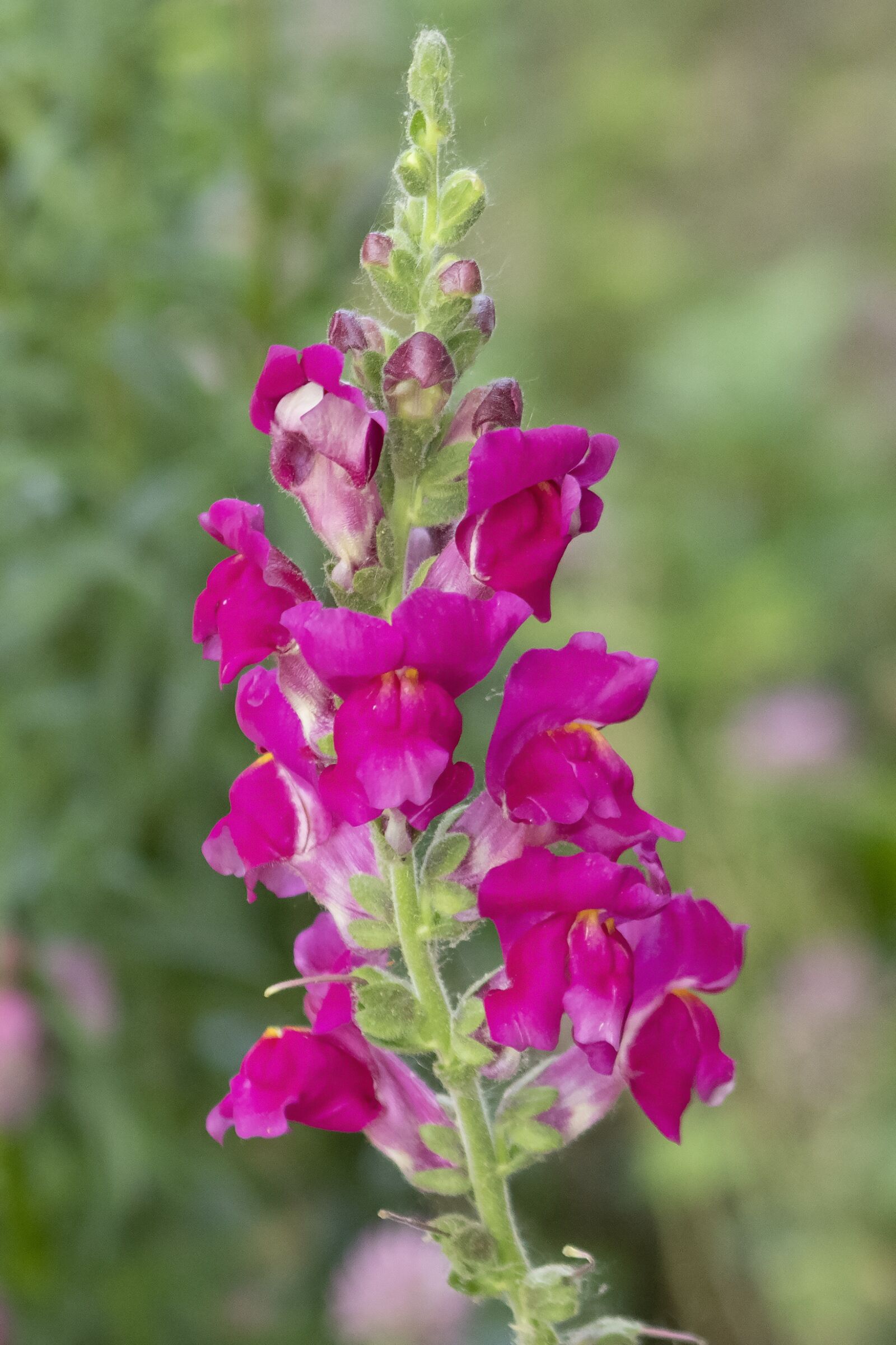 Canon EF75-300mm f/4-5.6 sample photo. Snapdragon, lion's mouth, flower photography