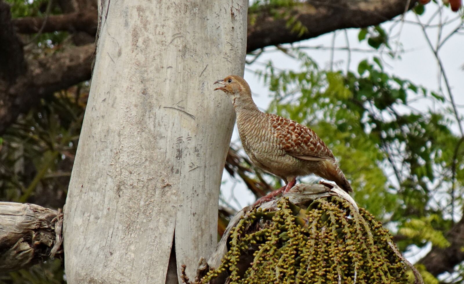 Sony DSC-WX800 sample photo. Bird, grey francolin, female photography