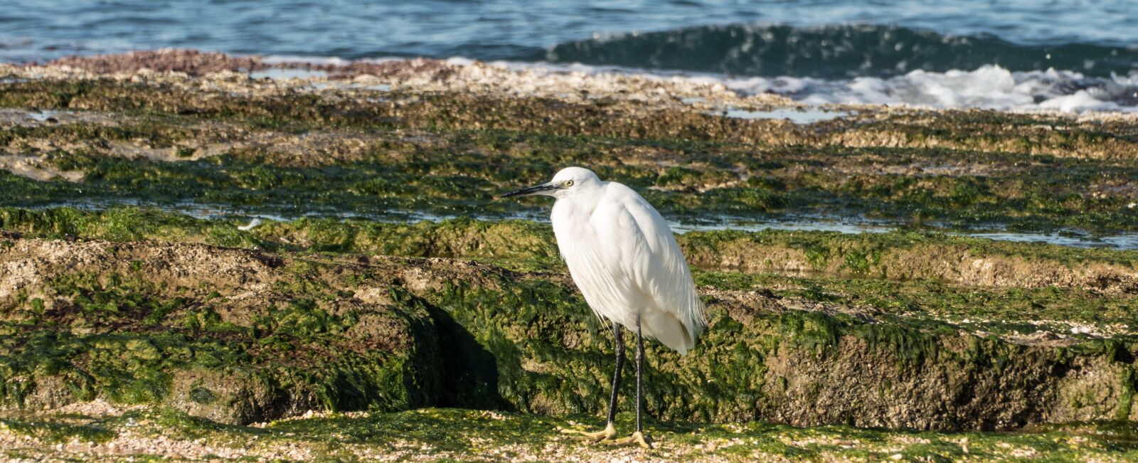 Panasonic Lumix DMC-FZ1000 sample photo. Animal, sea, bird photography