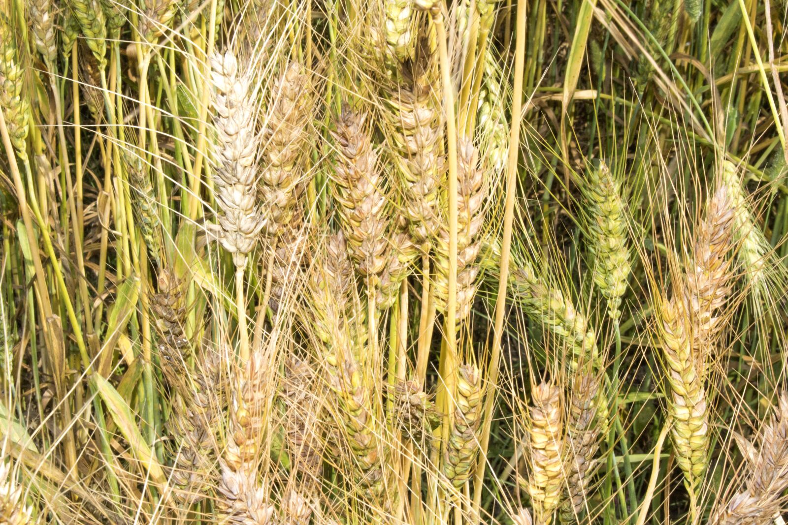 Canon EOS 750D (EOS Rebel T6i / EOS Kiss X8i) sample photo. Wheat, grain, crop photography