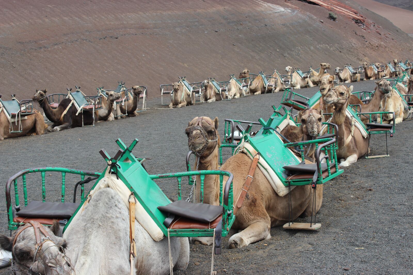 Canon EOS 600D (Rebel EOS T3i / EOS Kiss X5) sample photo. Camels, camel train, morocco photography