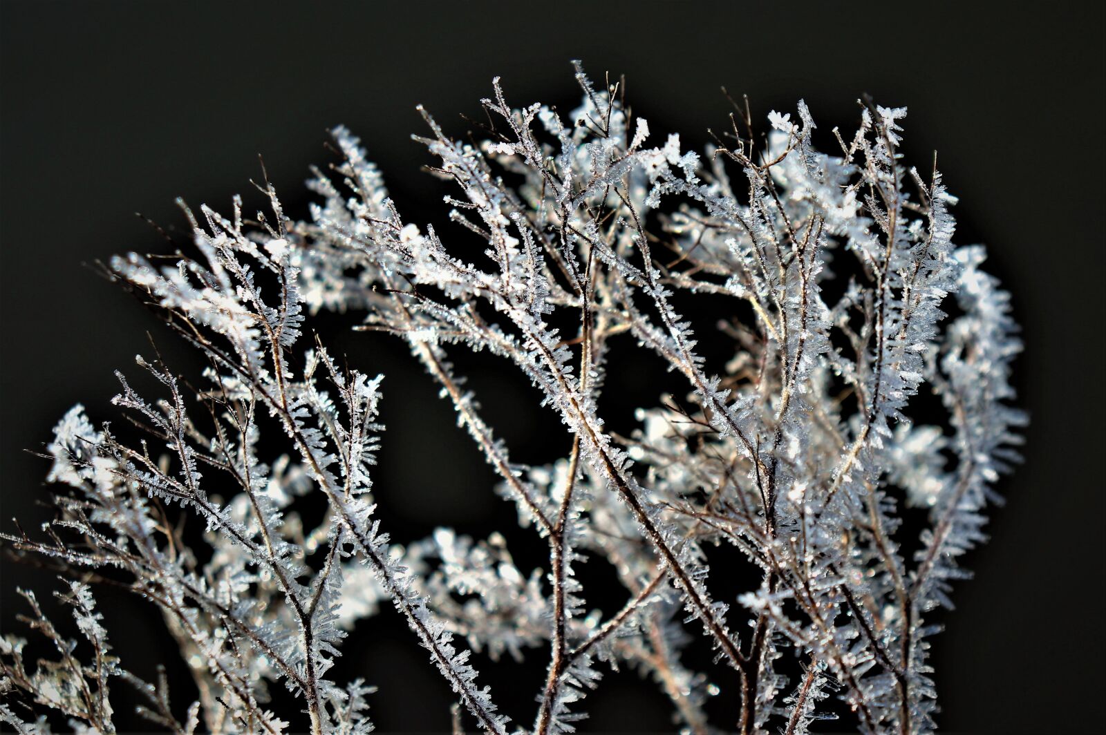 Canon EOS 200D (EOS Rebel SL2 / EOS Kiss X9) sample photo. Winter, frost, freezing photography