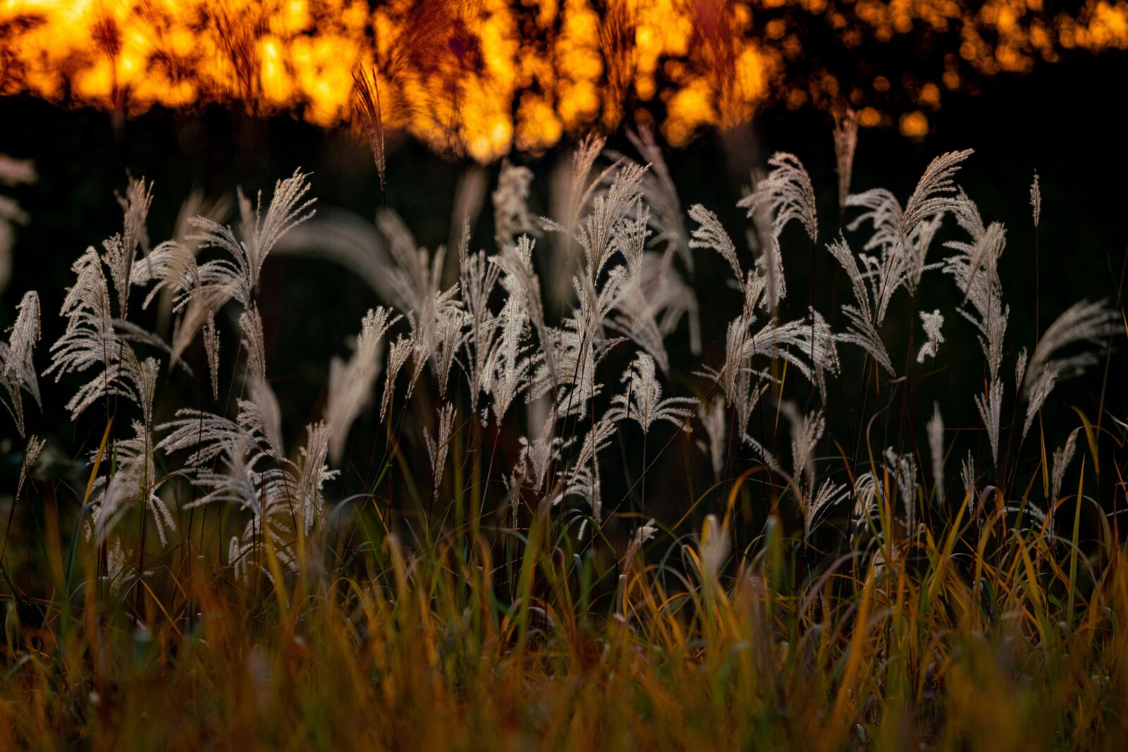 Sony a99 II sample photo. Sunset, nature, landscape photography