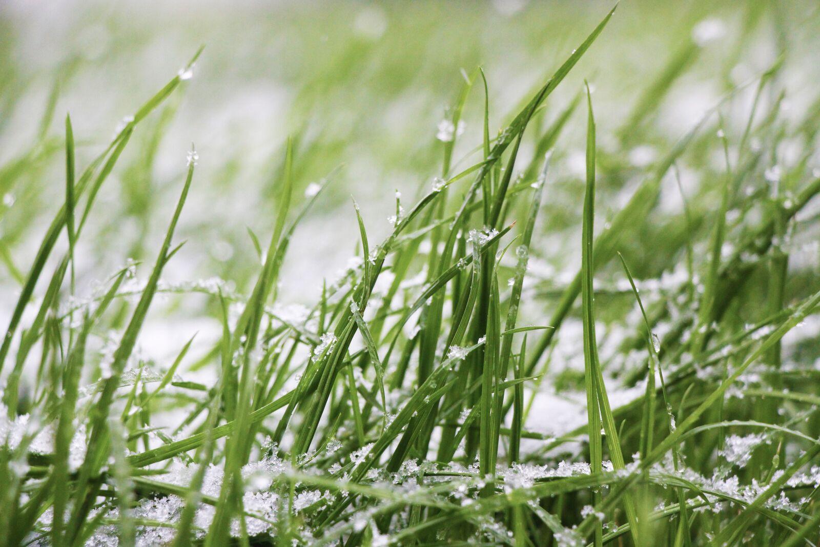 Canon EOS 700D (EOS Rebel T5i / EOS Kiss X7i) sample photo. Grass, snow, lawn photography