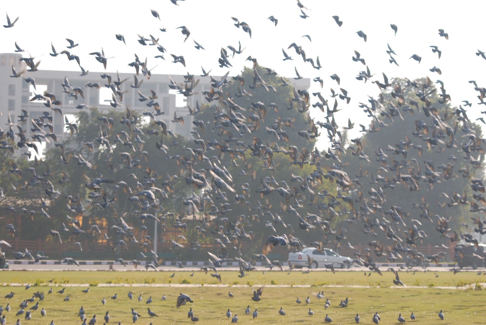 Nikon D60 sample photo. Pigeons, fly, scatter photography