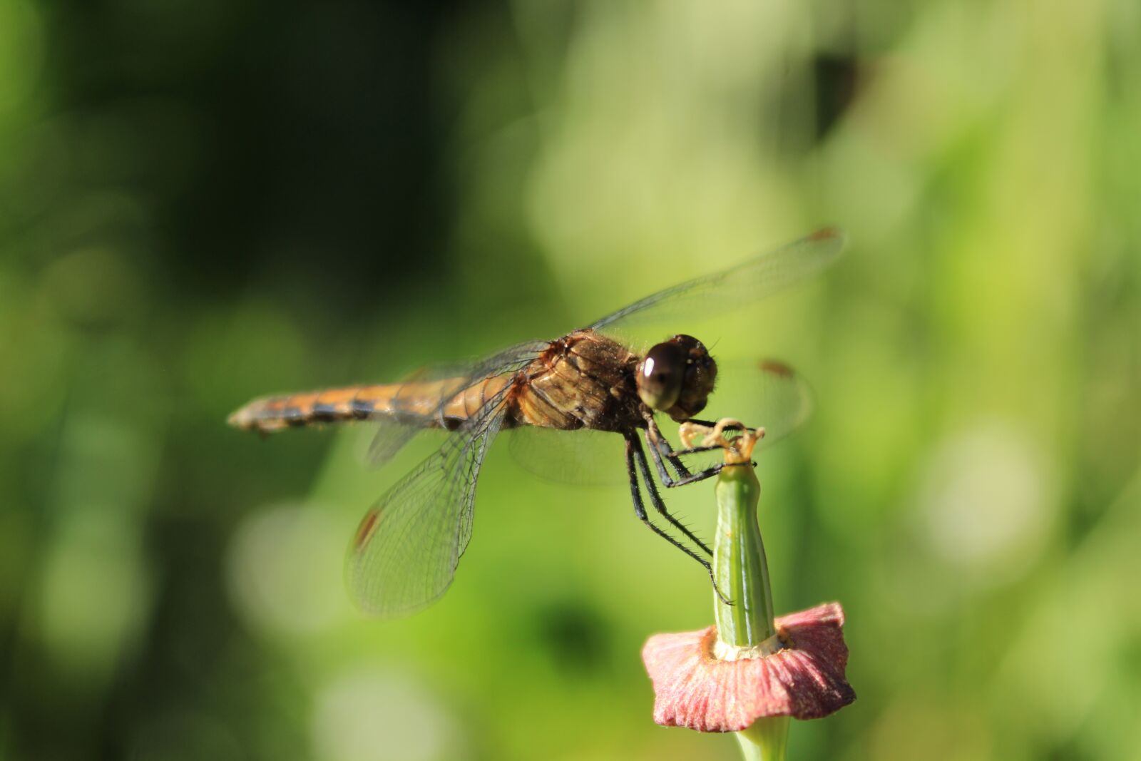 Canon EOS 1200D (EOS Rebel T5 / EOS Kiss X70 / EOS Hi) sample photo. Dragonfly, nature, landscape photography