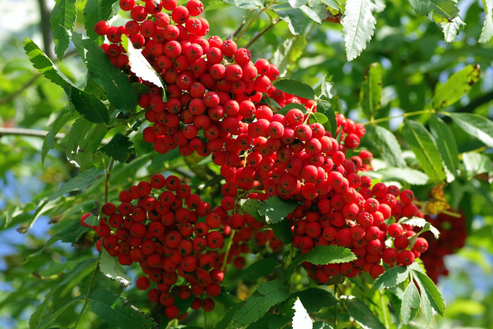 Pentax K-S2 sample photo. Rowan, fruit, red photography