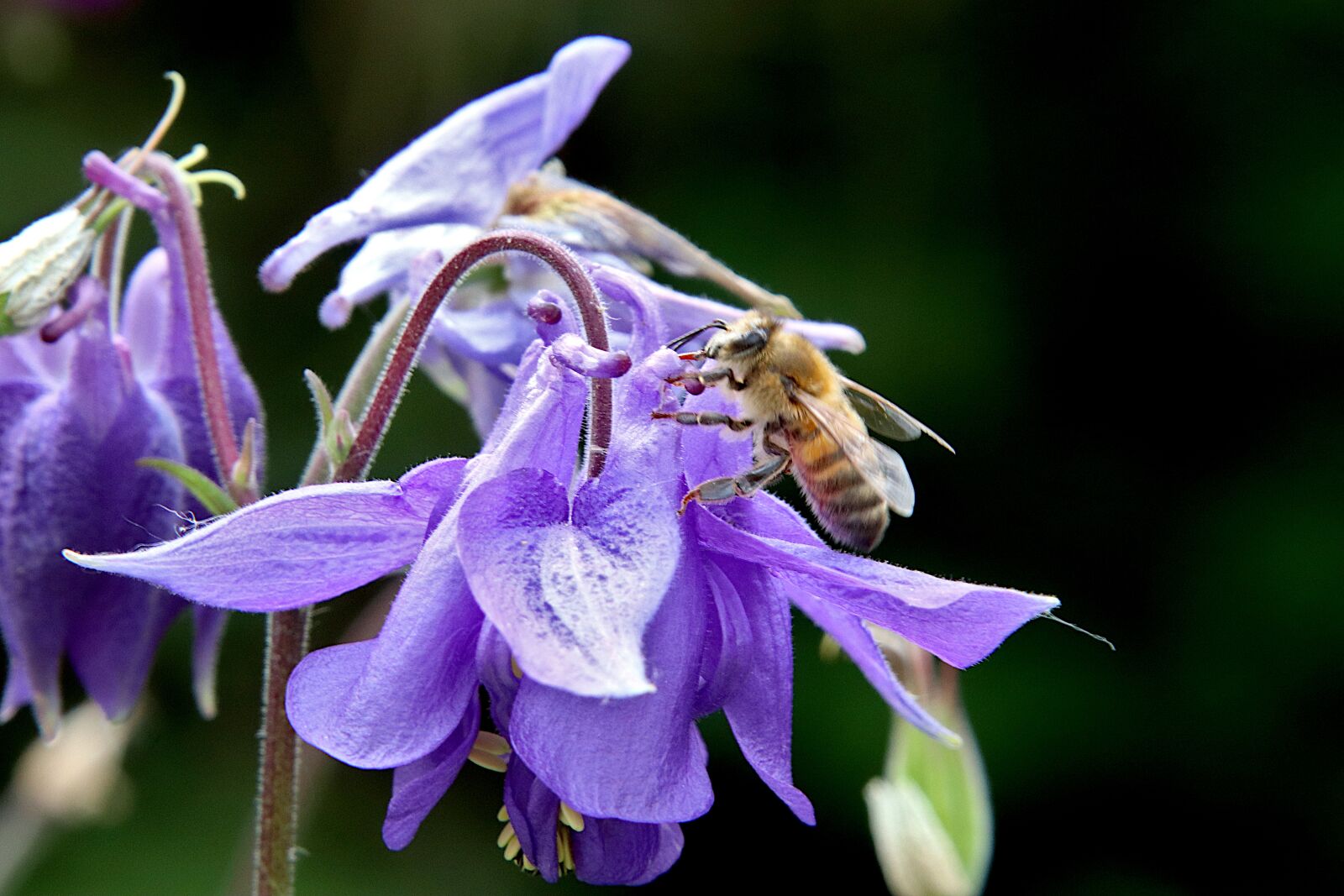 Canon EOS 800D (EOS Rebel T7i / EOS Kiss X9i) sample photo. Flower, violet colour, plants photography