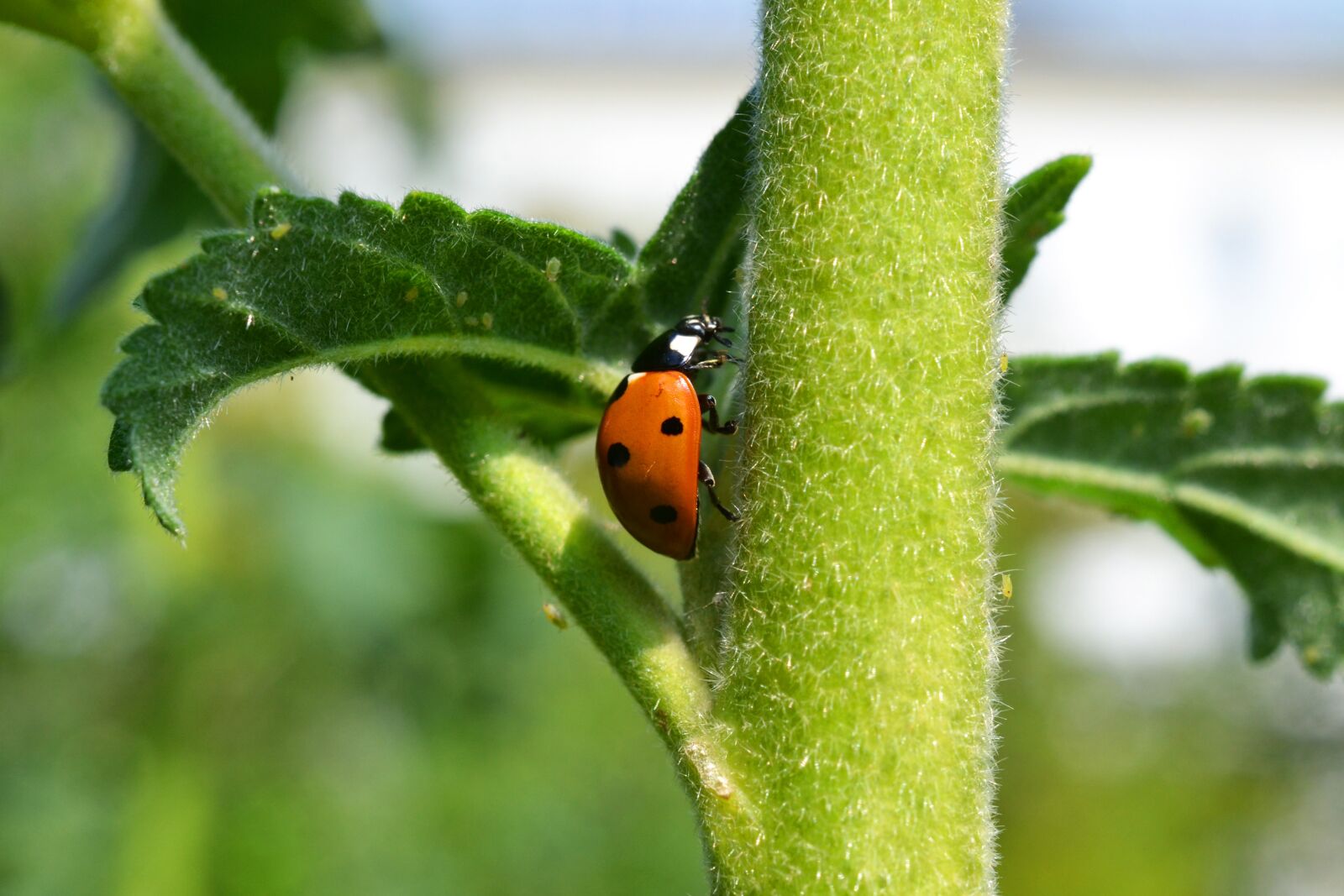 Nikon D3100 sample photo. Ladybug, lucky ladybug, lucky photography