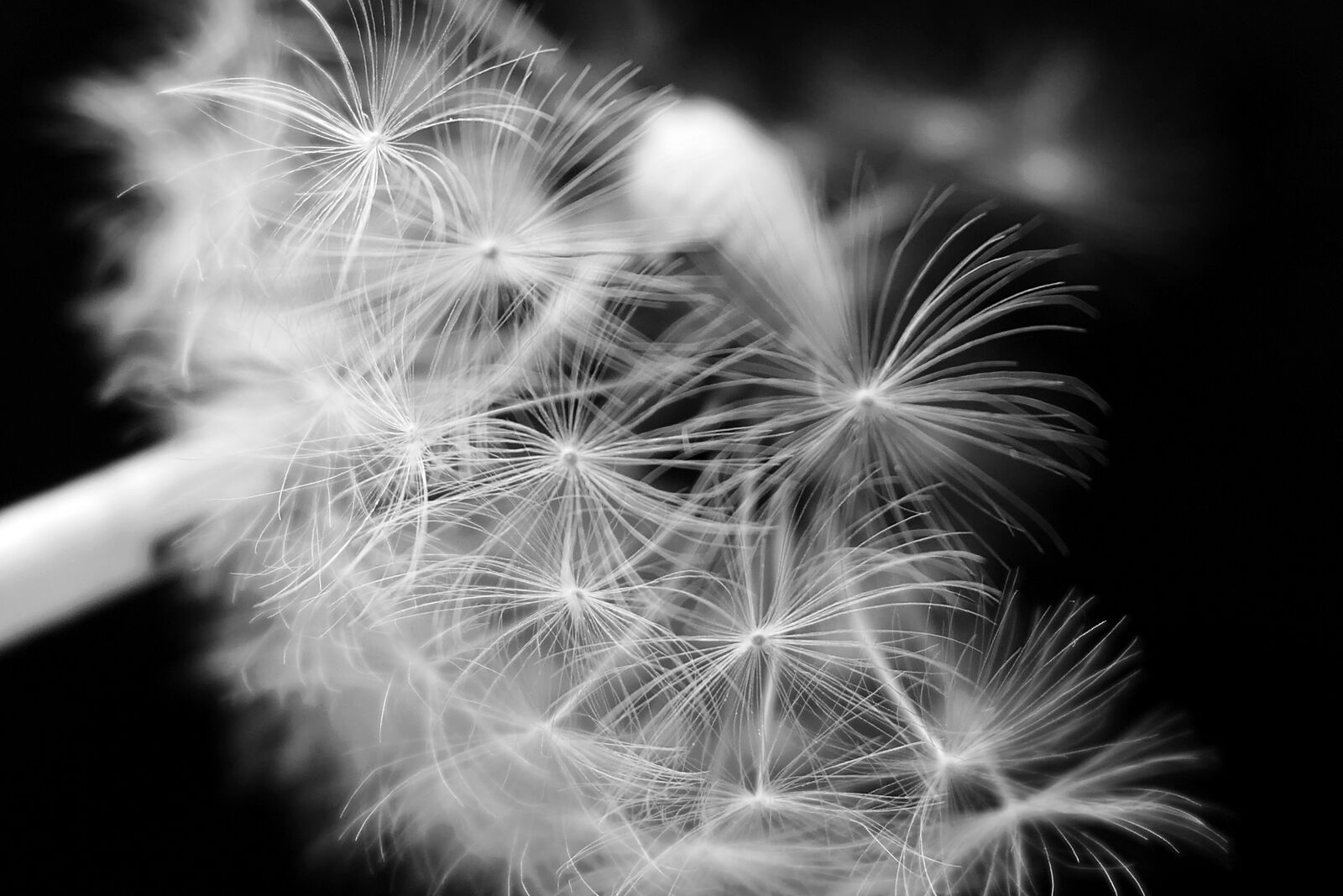 Panasonic Lumix DMC-LX10 (Lumix DMC-LX15) sample photo. Dandelion, dandelion flower, umbrella photography