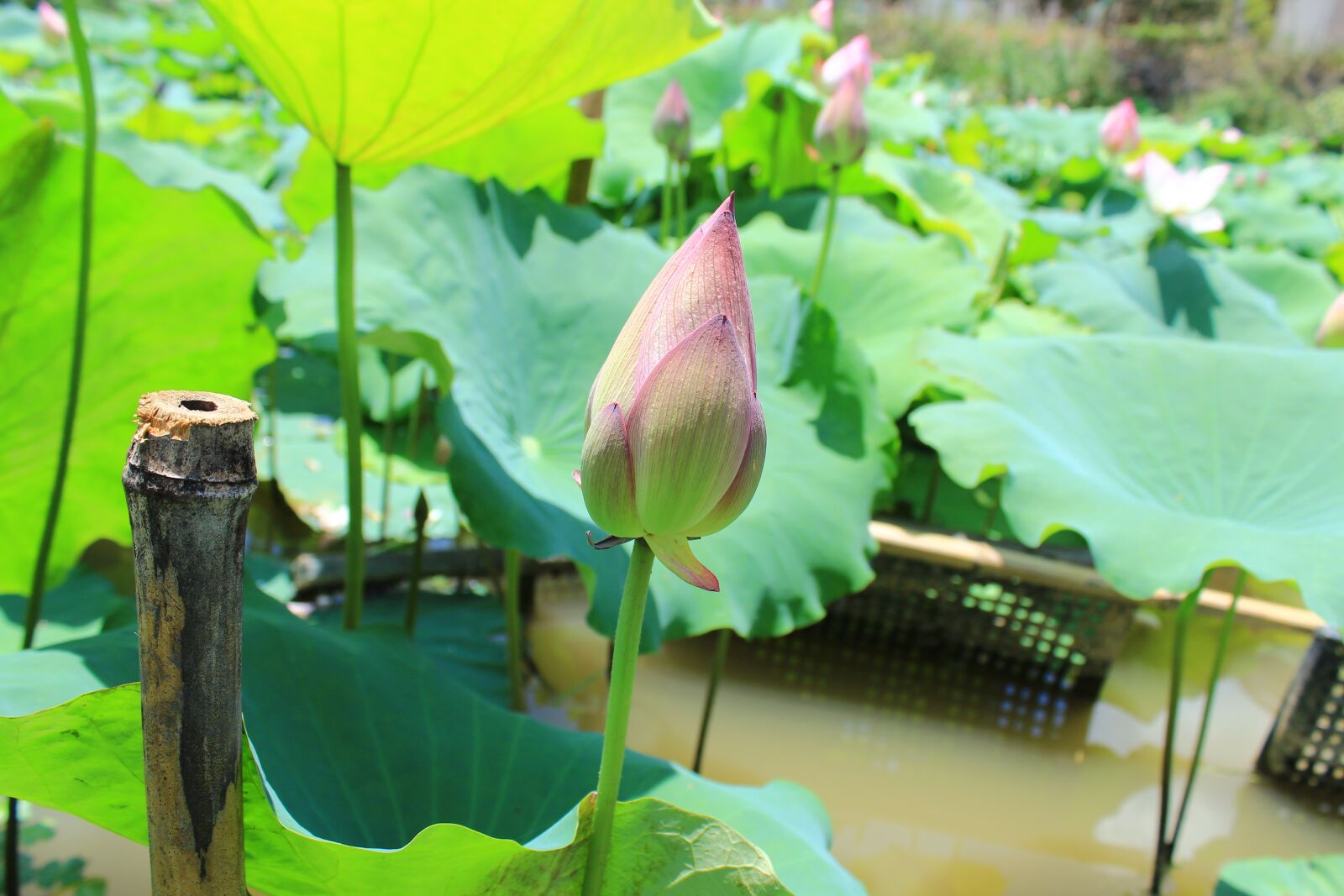 Canon EOS 600D (Rebel EOS T3i / EOS Kiss X5) sample photo. Lotus, lotus leaf, he photography