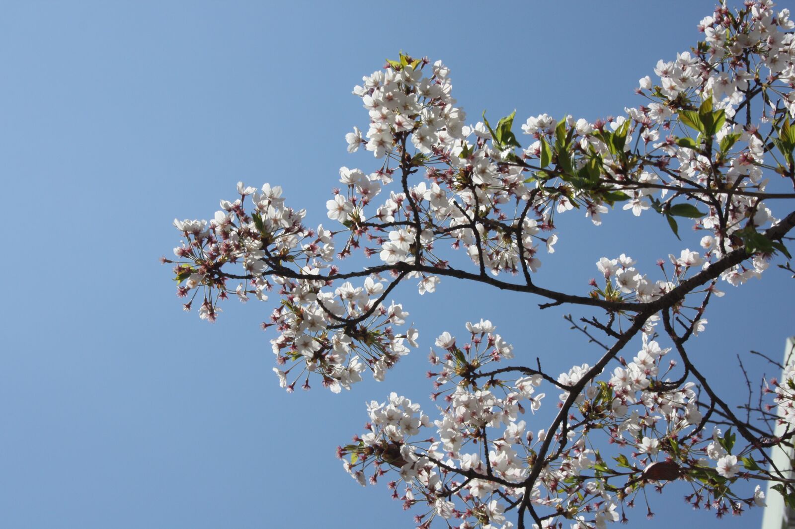 Canon EOS 450D (EOS Rebel XSi / EOS Kiss X2) sample photo. Flowers, cherry blossom, sky photography