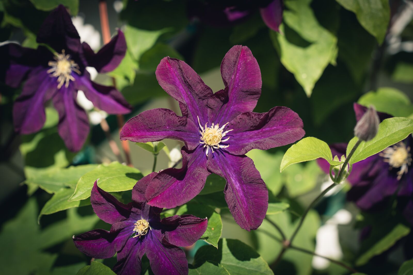 Nikon D750 sample photo. Flower, flowers, violet photography