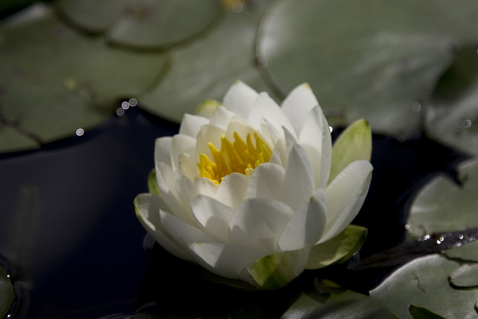 Canon EOS 600D (Rebel EOS T3i / EOS Kiss X5) + Canon EF 24-105mm F4L IS USM sample photo. Water lilly, flower, pond photography
