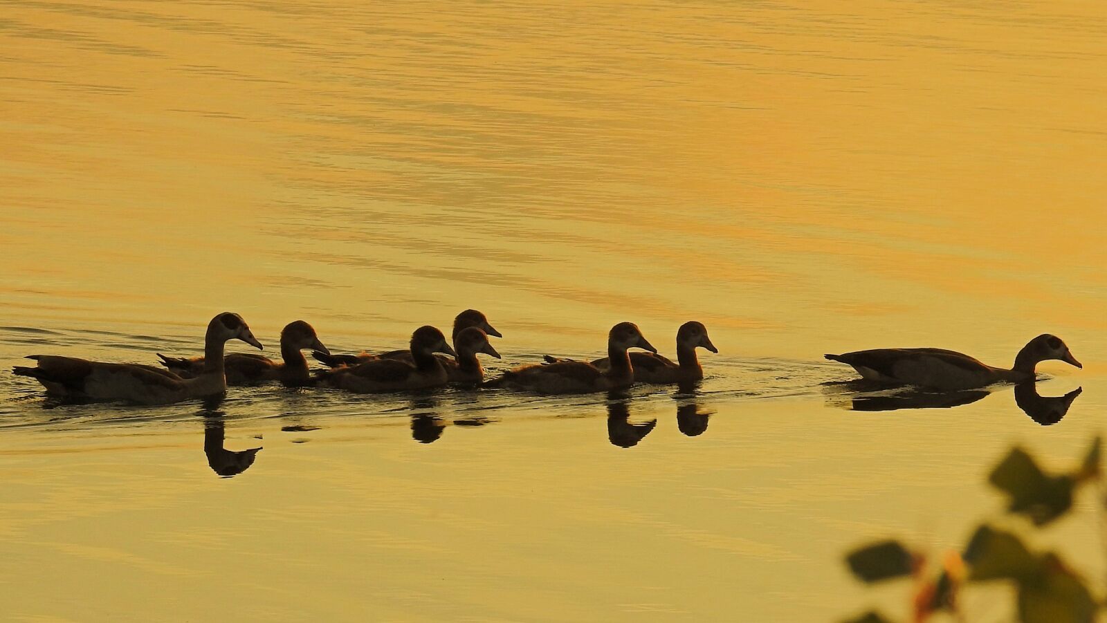 Nikon Coolpix P900 sample photo. Golden hour, sunset, water photography