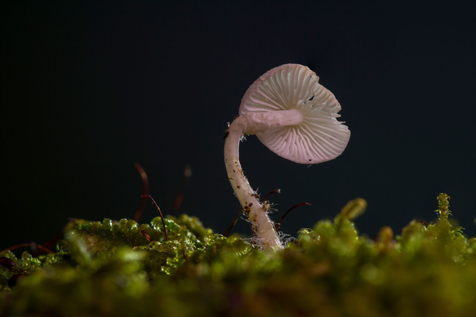 Canon EOS 7D sample photo. Mushroom, mini mushroom, small photography