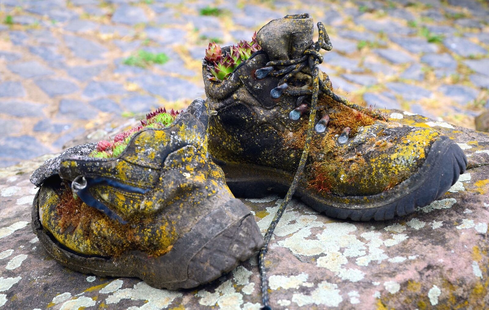 Nikon D5100 sample photo. Shoe, dirty, soil, colorful photography