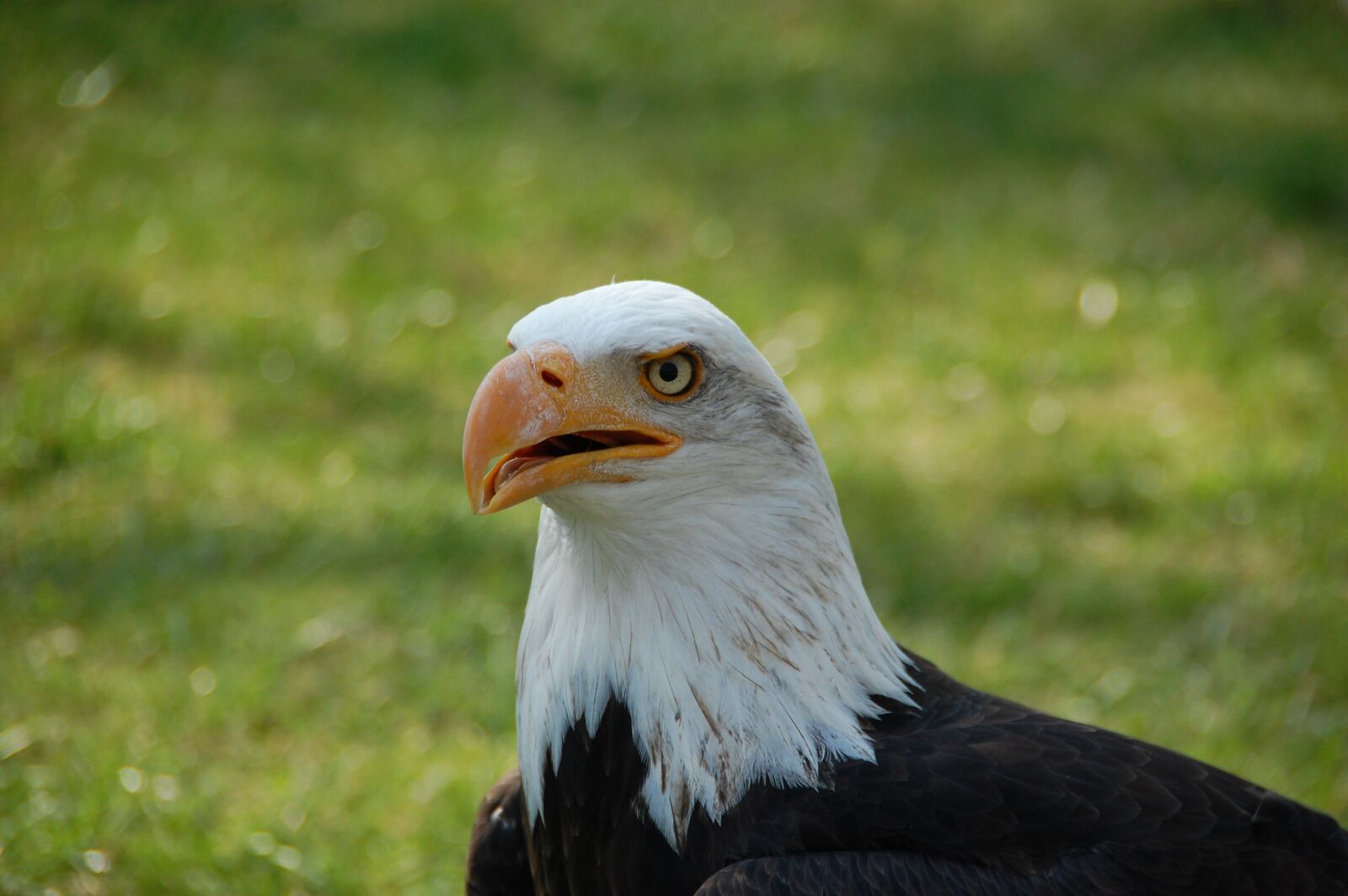 Nikon D40 sample photo. Adler, animals, bird of photography