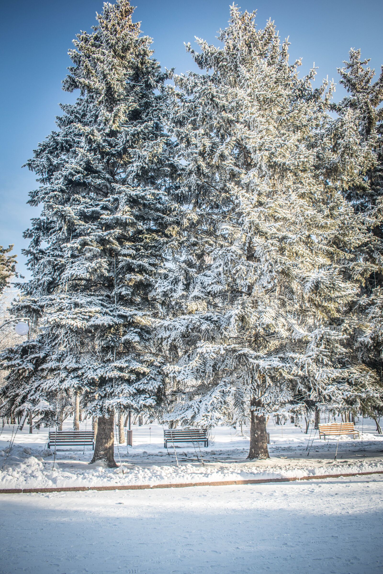 Nikon D3300 sample photo. Winter, snow, leann photography