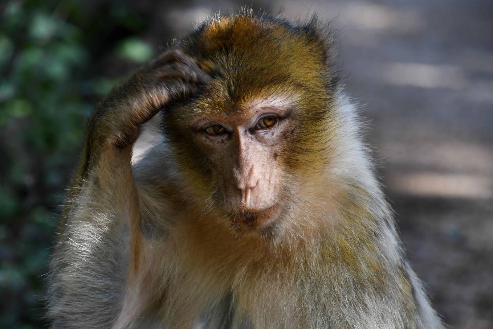 Nikon D500 sample photo. Monkey, fur, animal, portrait photography