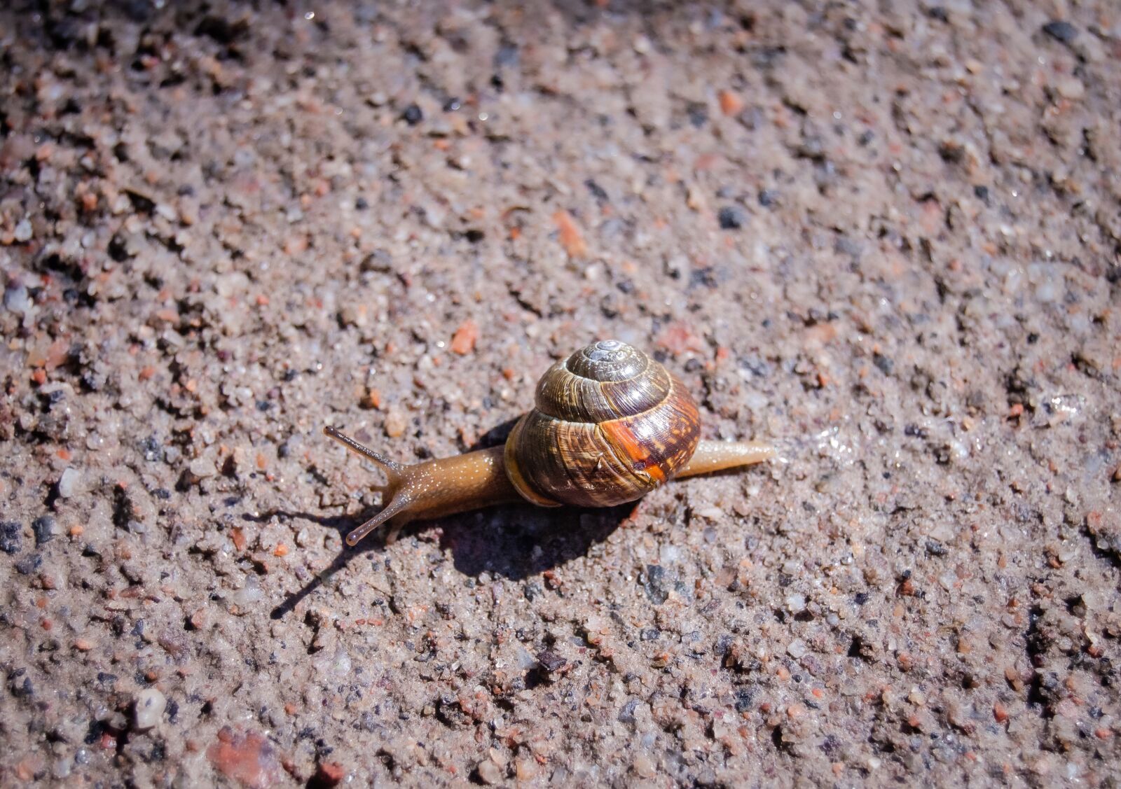 Nikon D5100 sample photo. Snail, slow, slug photography