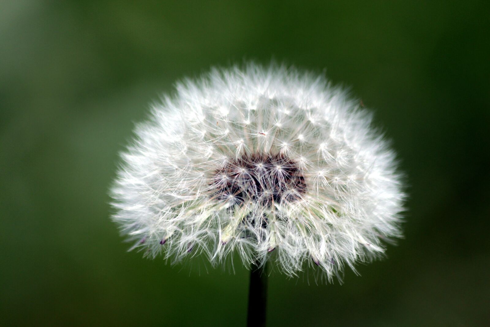 Canon EOS 650D (EOS Rebel T4i / EOS Kiss X6i) sample photo. Dandelion, furry, fluffy dandelion photography