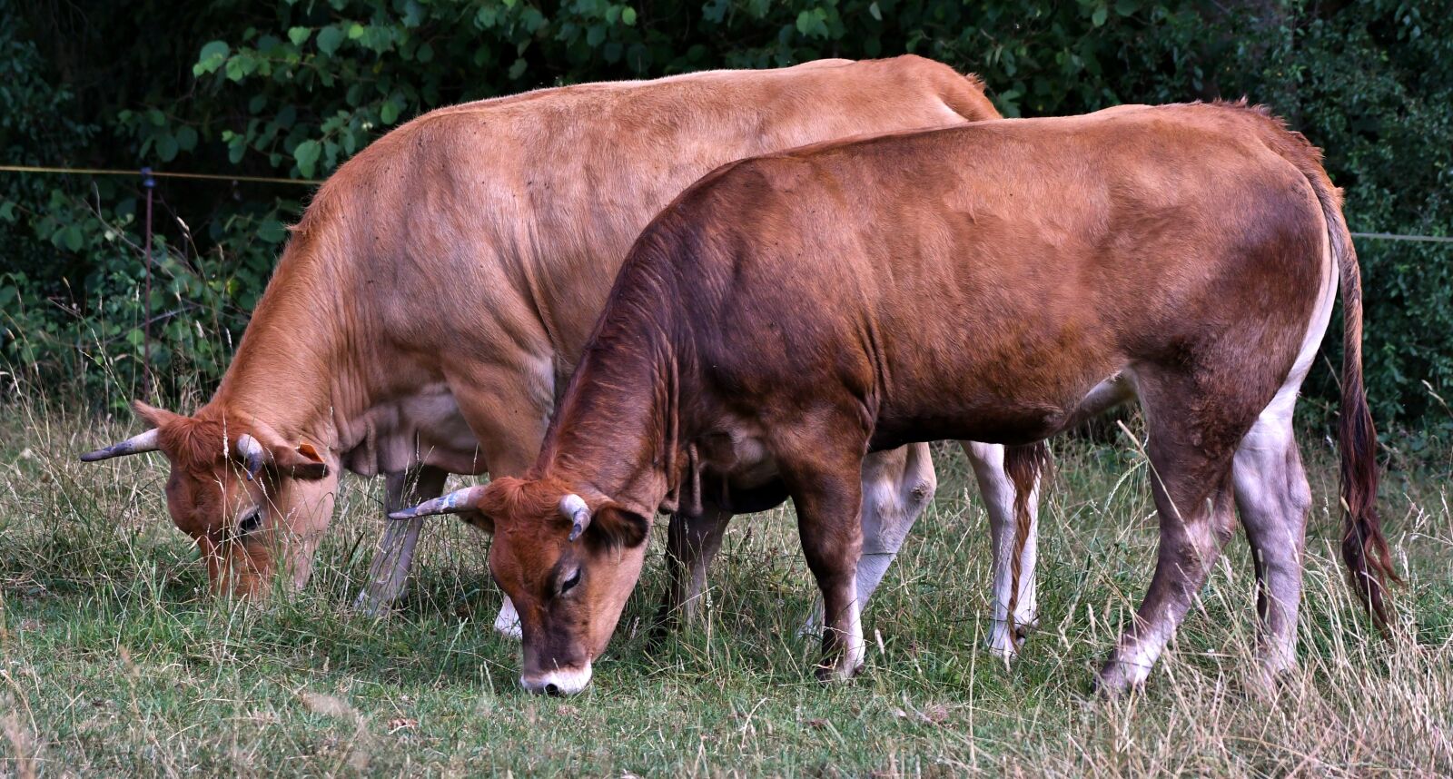 Nikon D500 sample photo. Cows, knowledge, brown photography