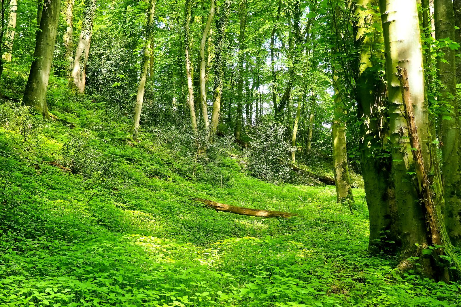 Olympus OM-D E-M10 sample photo. Forest, landscape, bach photography