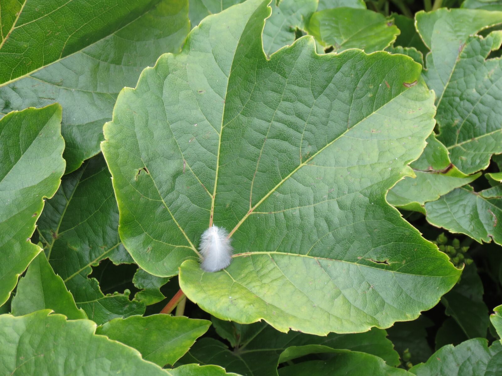 Canon PowerShot SX40 HS sample photo. Leaf, green, feather photography
