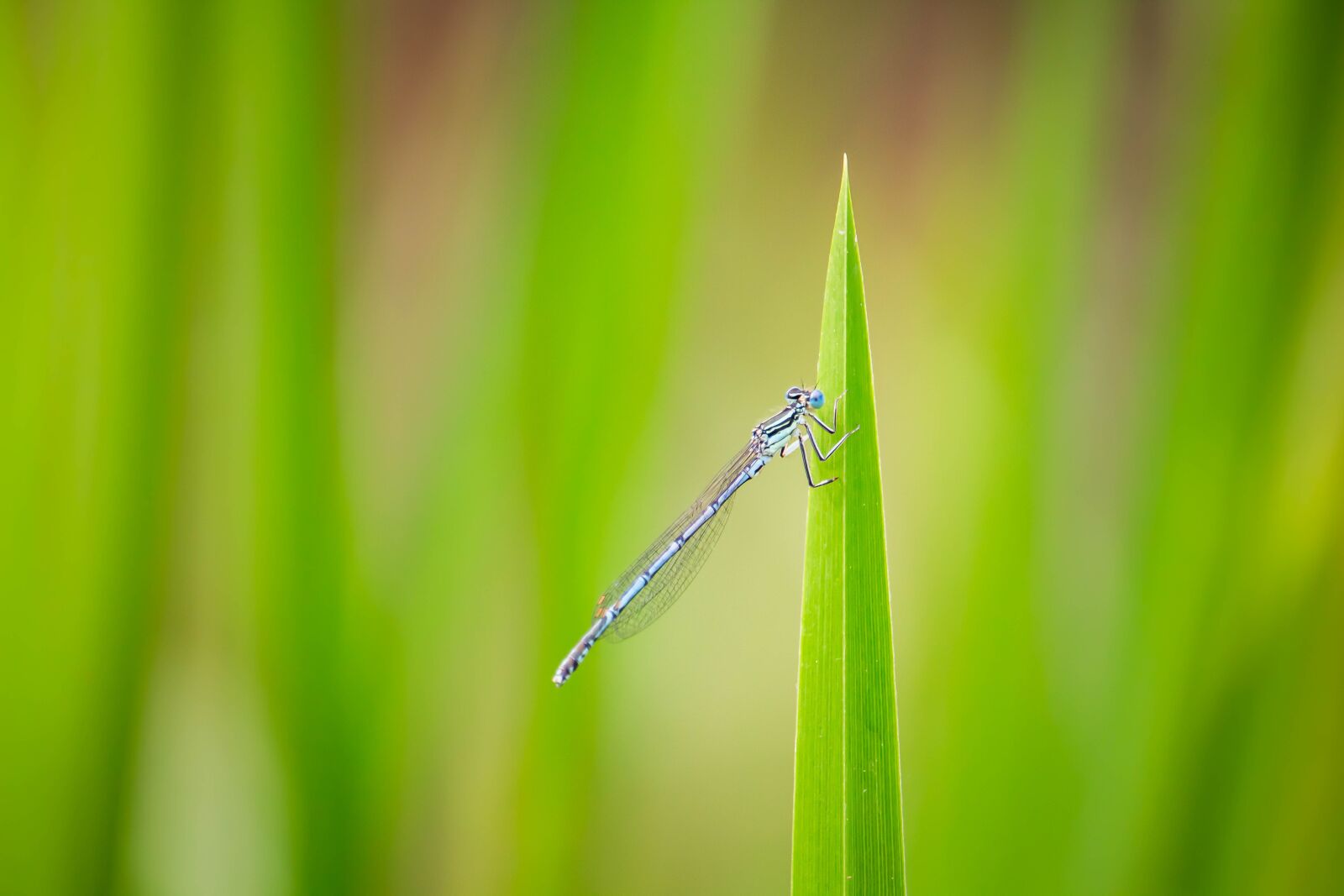 Canon EOS 100D (EOS Rebel SL1 / EOS Kiss X7) + Canon EF-S 55-250mm F4-5.6 IS STM sample photo. Blue dragonfly, dragonfly, macro photography
