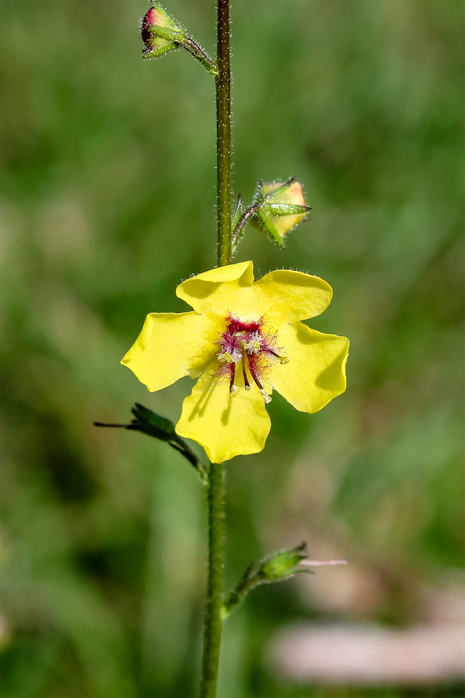 Canon EOS 1300D (EOS Rebel T6 / EOS Kiss X80) sample photo. Wildflower, meadow flower, flower photography
