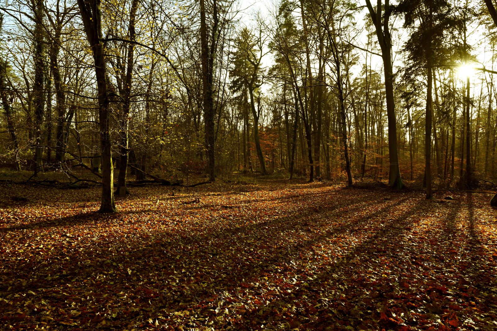 Nikon Z7 sample photo. Forest, autumn, nature photography